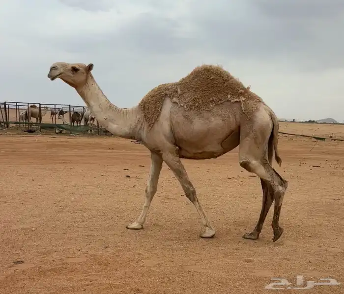بكره ثنيه لقحه 1
