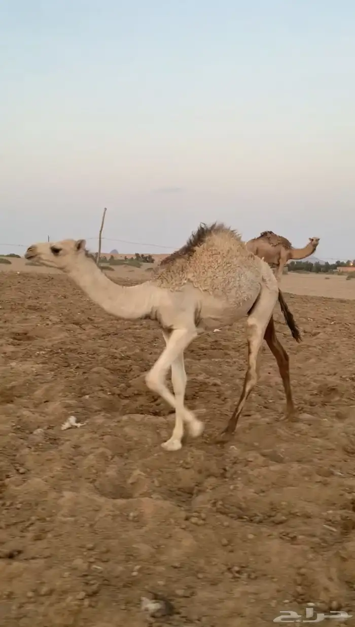 حوار فاخر للبيع 0