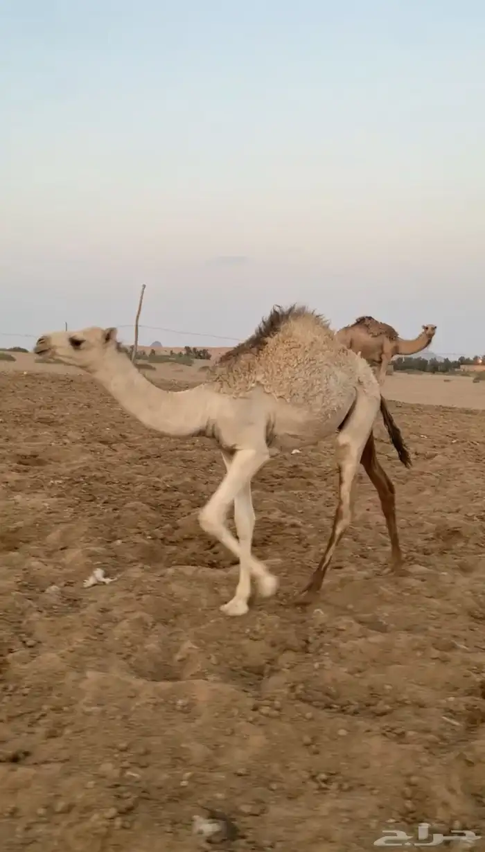 حوار فاخر للبيع 2