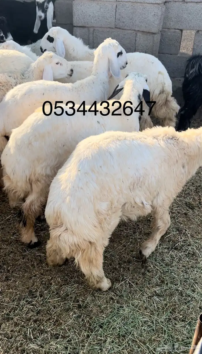 ذبايح -طليان-تيوس-ذبح وتوصيل-1050-1350- 0