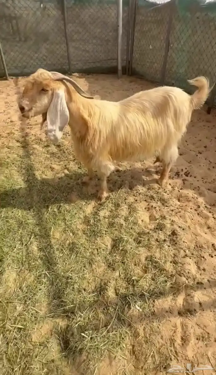 معزا طيبه فيها رغايث وفيها دفيع 9