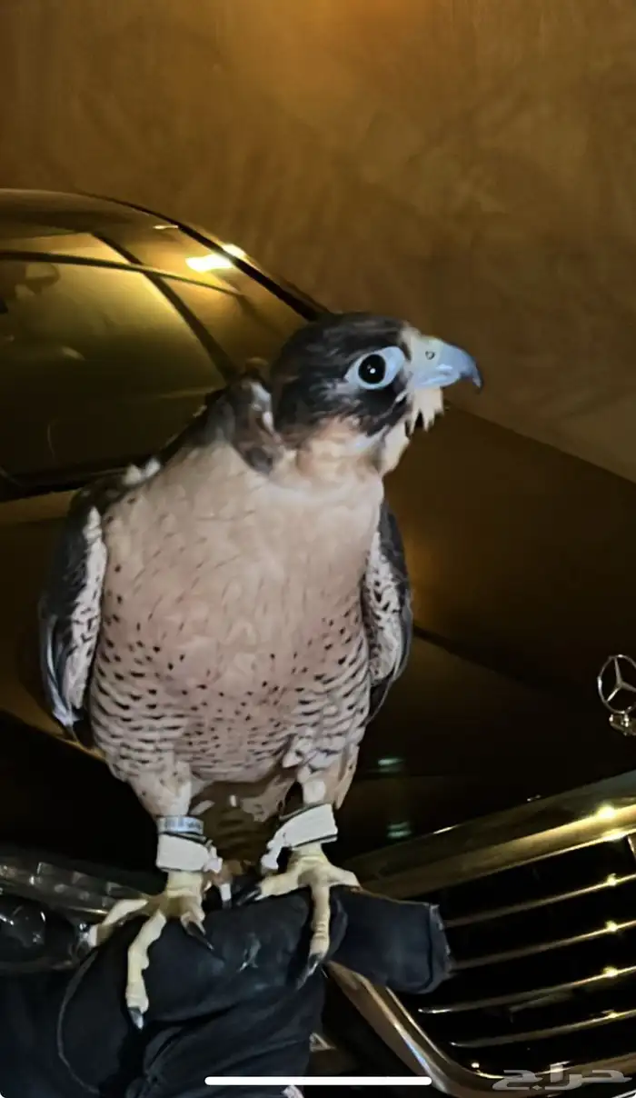 تاجير صقور للمناسبات والاحتفلات مع صقار 8