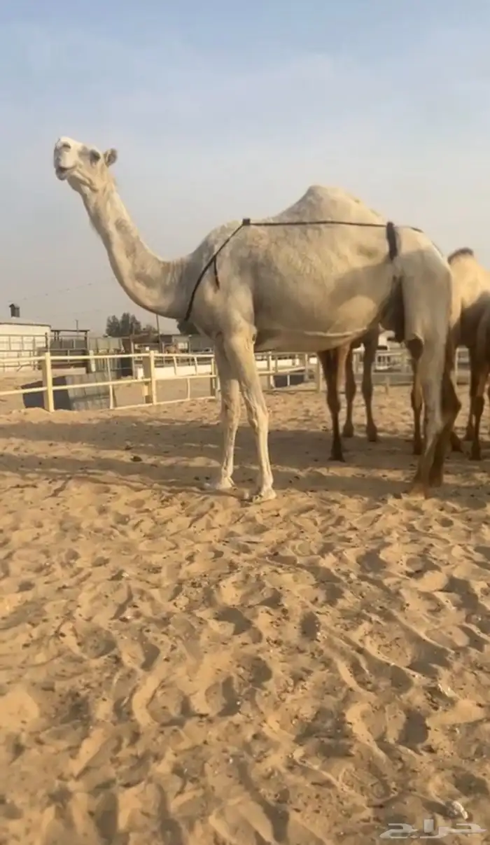 للبيع عشرررا تم البيع 1