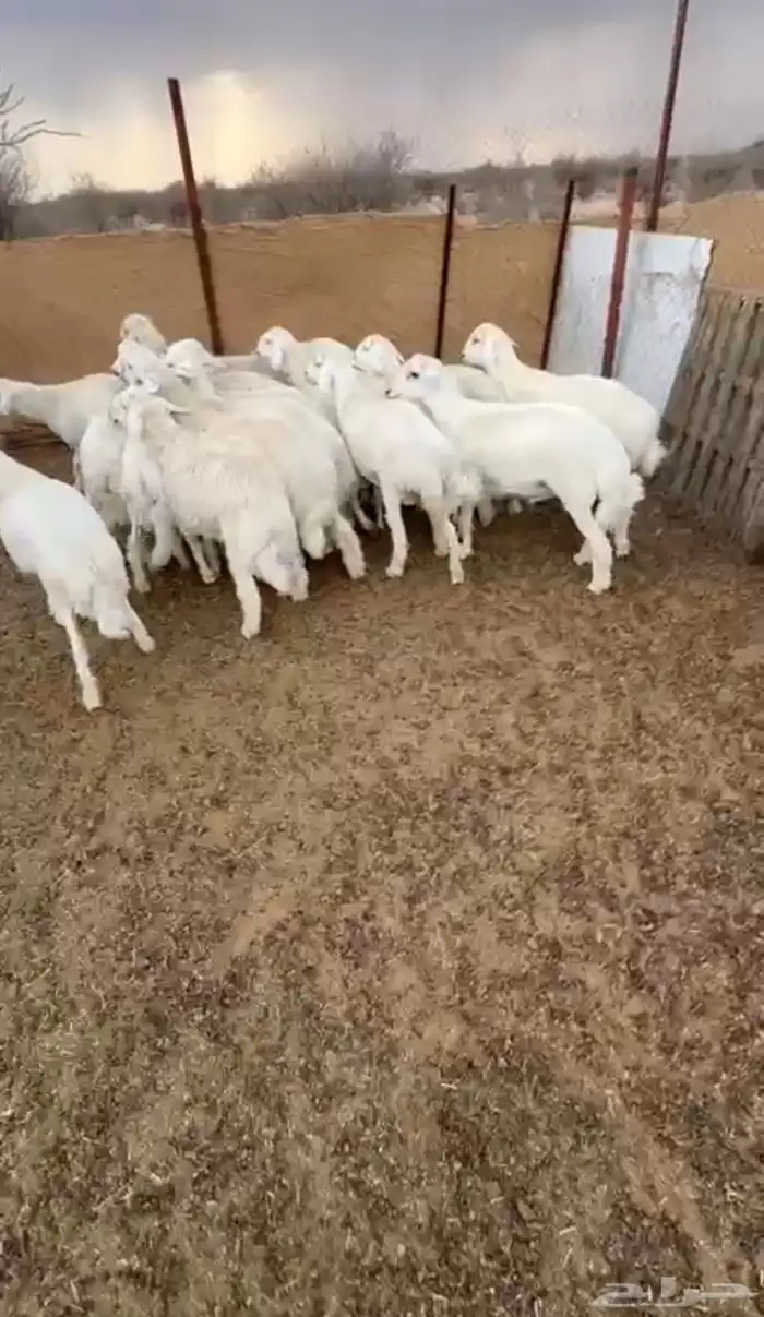 طليان حري للبيع 0