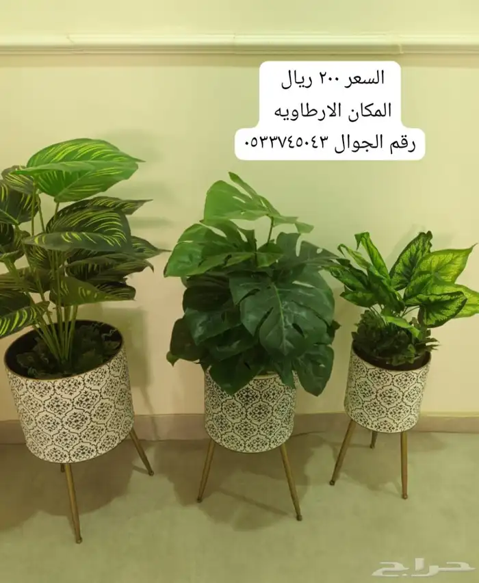 اشجار زينه 0