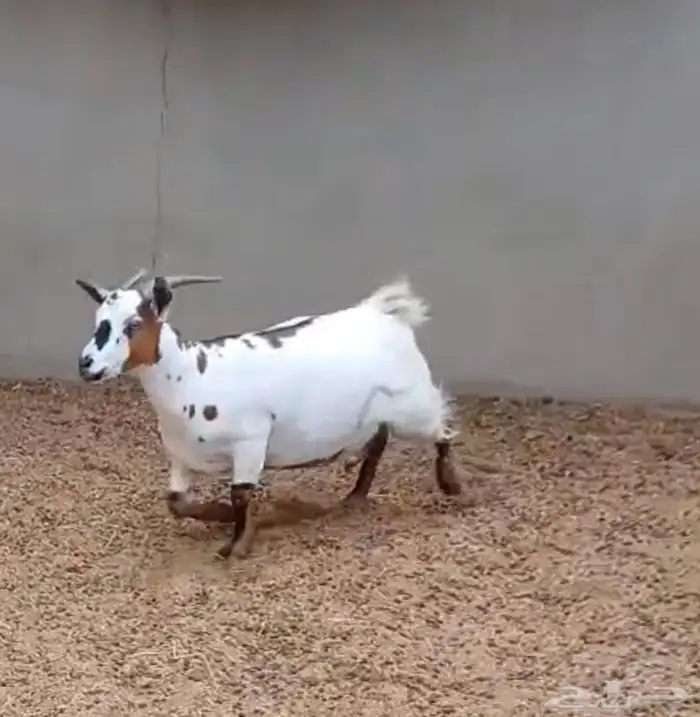 ماعز قزم دافع على ولاد 2