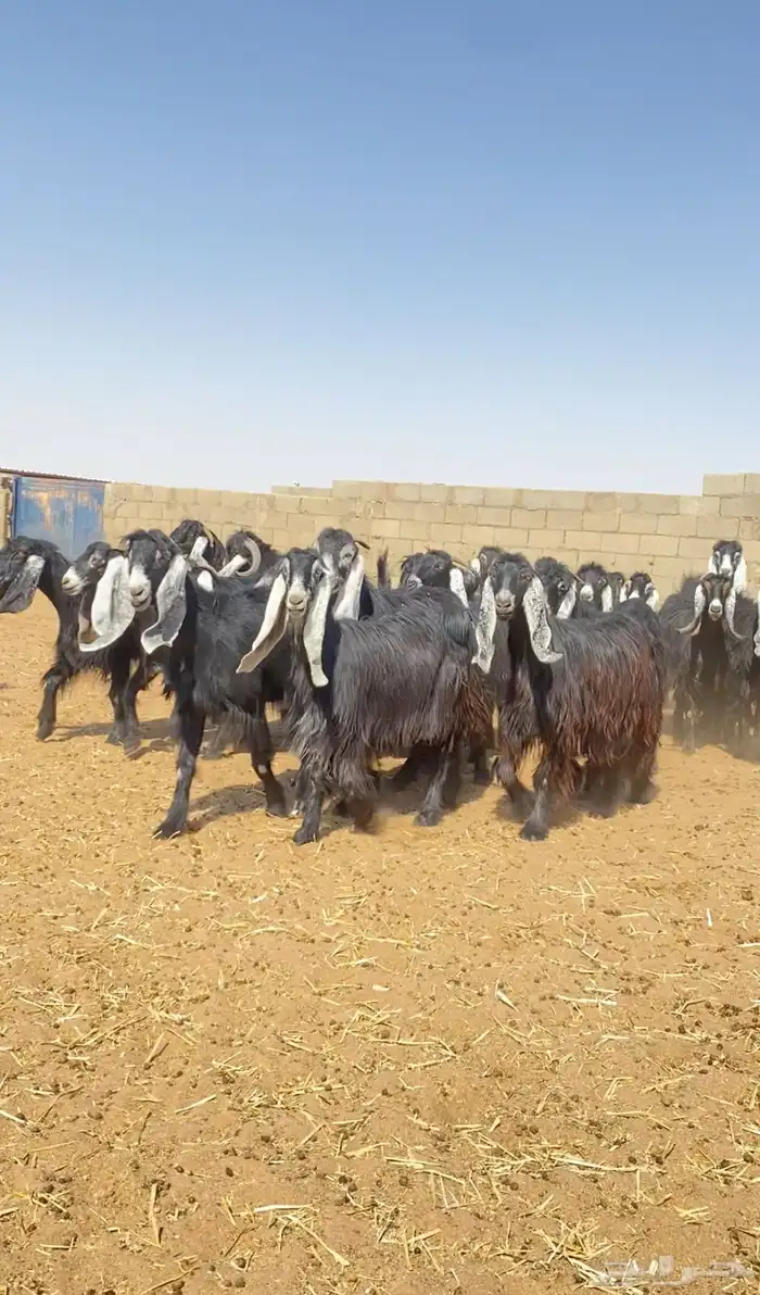 للبيع جفرات عوارض صنف 1