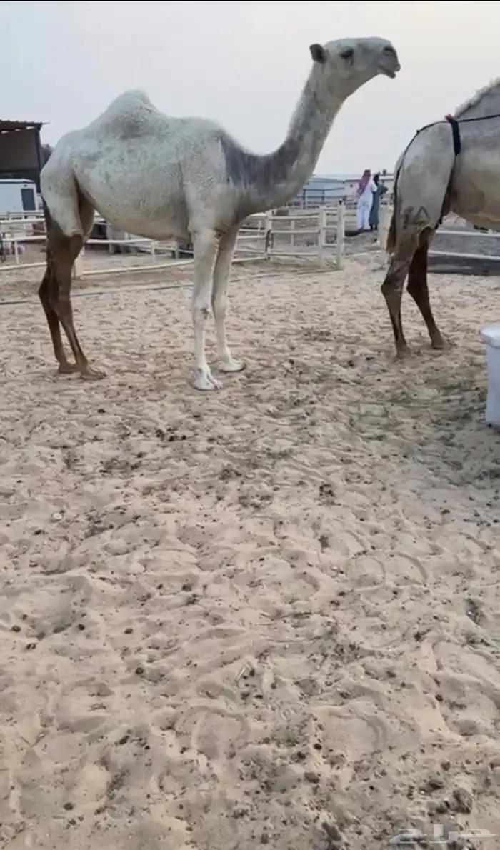 للبيع عشرررا تم البيع 3
