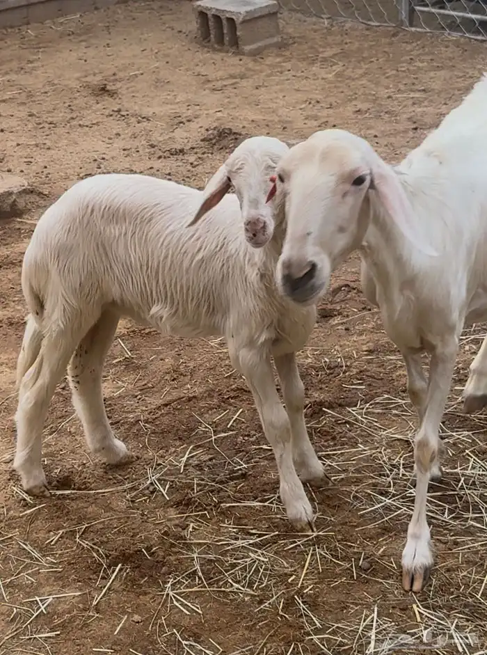 نعجة صفرا حلساء صنف 9