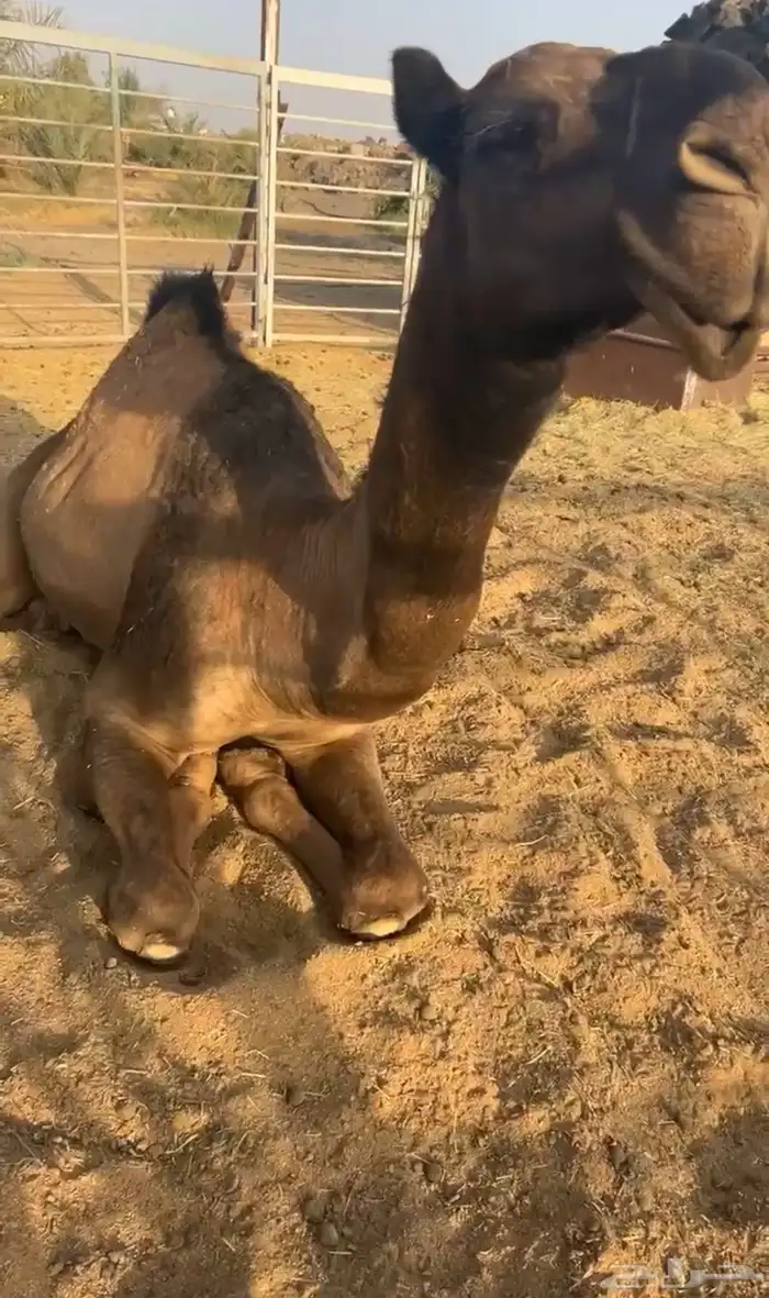 بكره صفرا 0