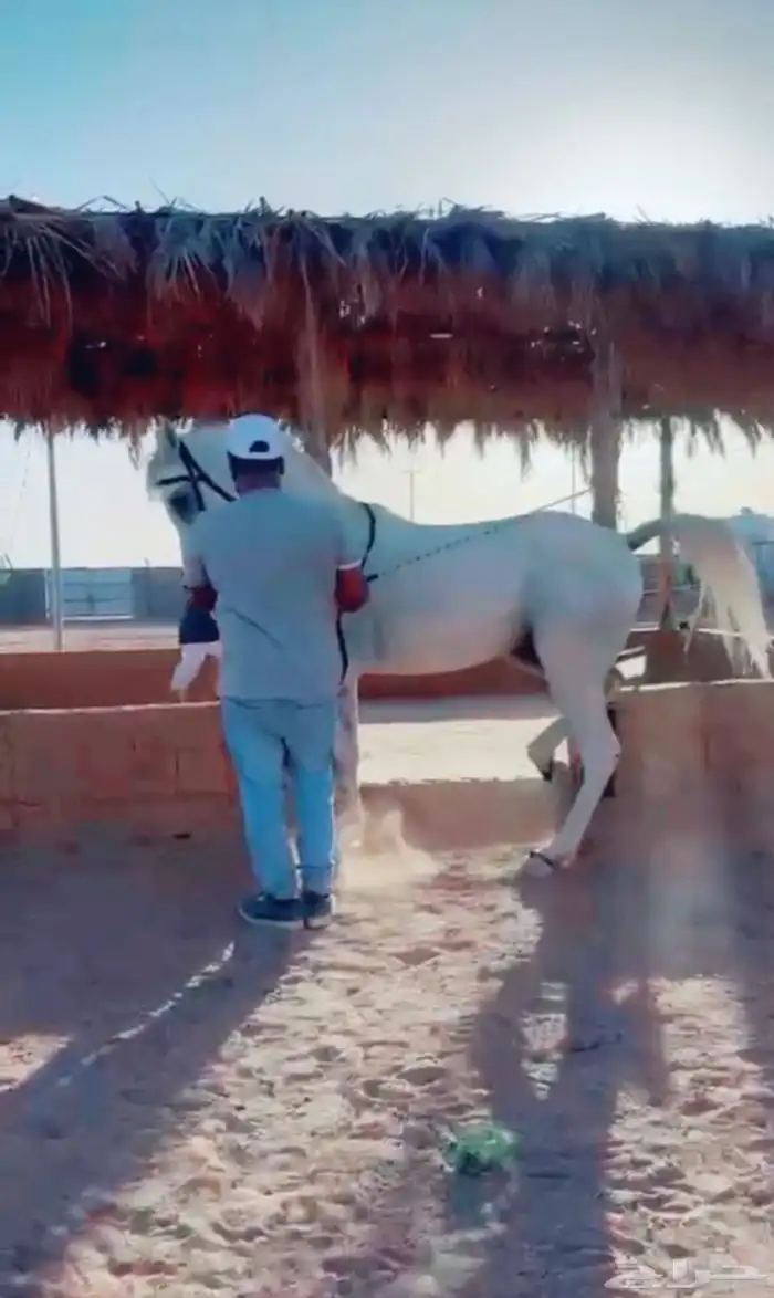 تدريب الخيل ادب مصري وتربيع وجلسة الاسد 0