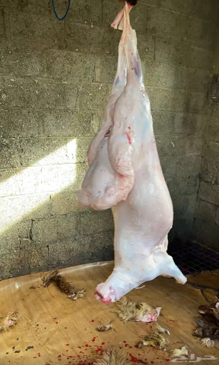 سهلناها عليك _لاتشيل هم _ ضيفك علينا 3
