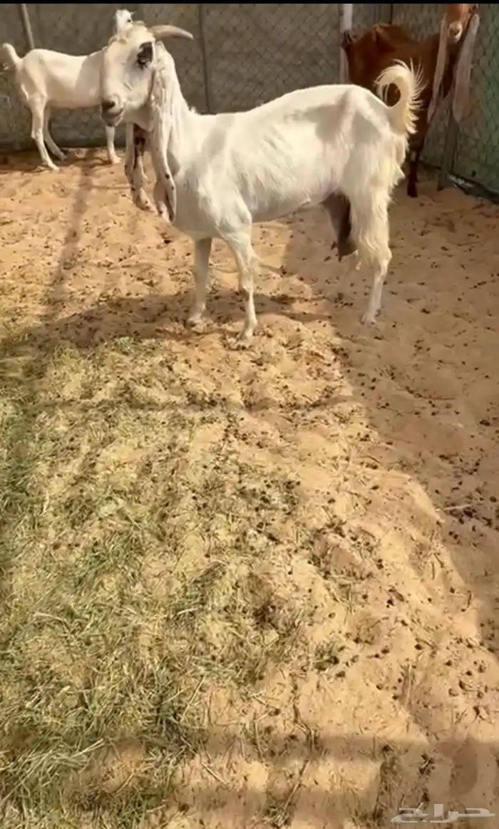 معزا طيبه فيها رغايث وفيها دفيع 4