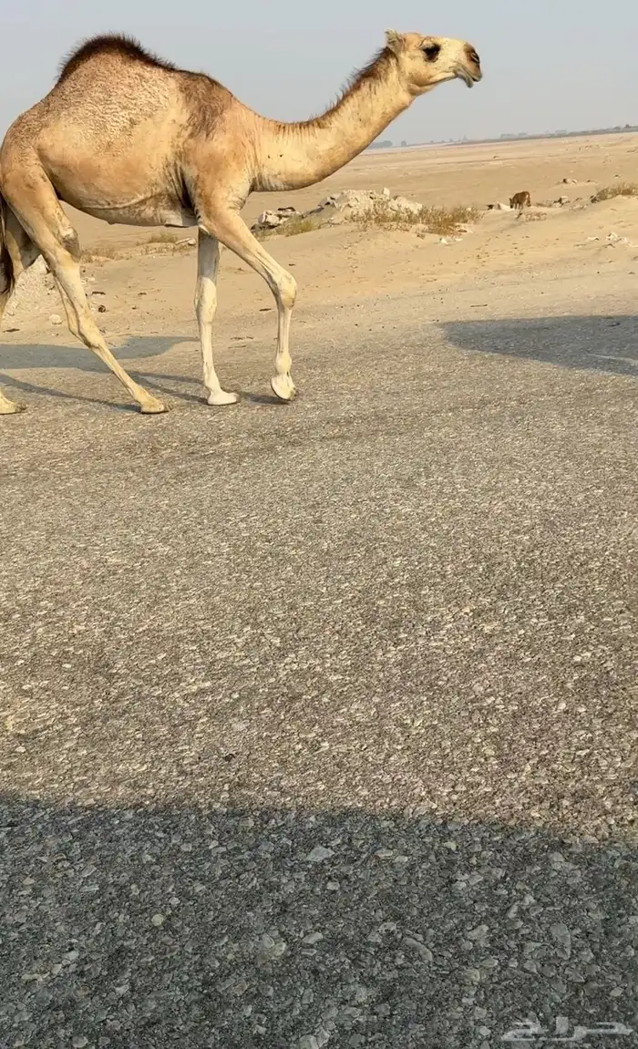 بكره مفروده طيبه مقنووي 2