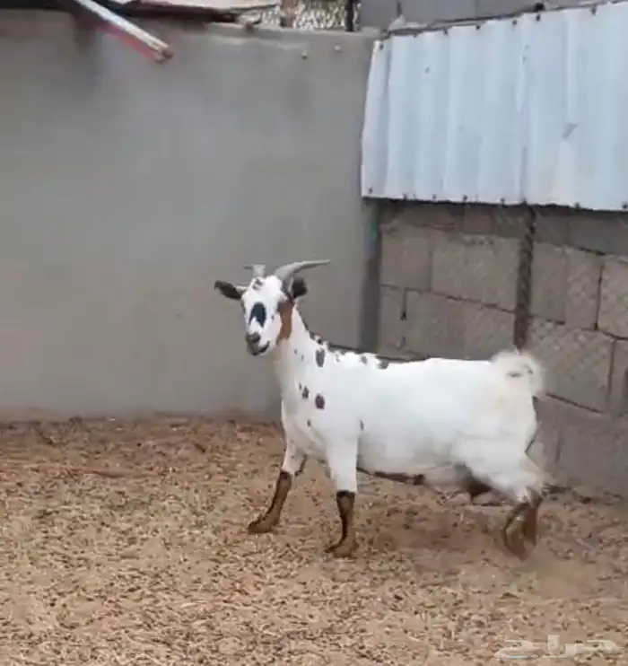 ماعز قزم دافع على ولاد 4