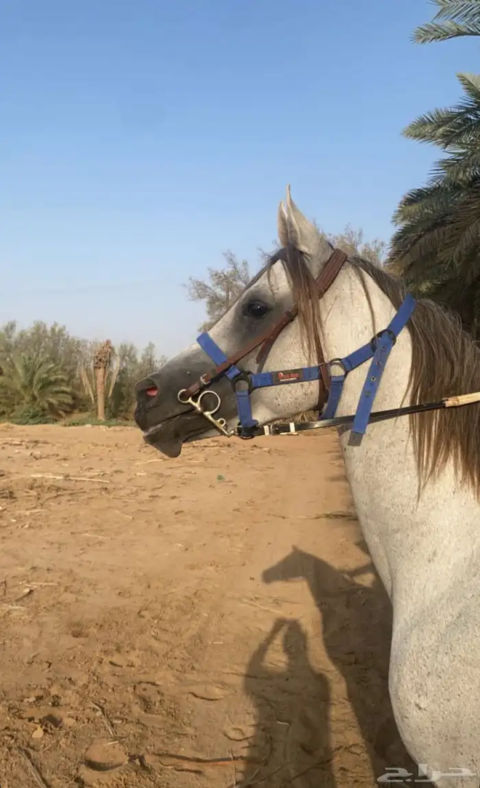 حصان شعبي 1