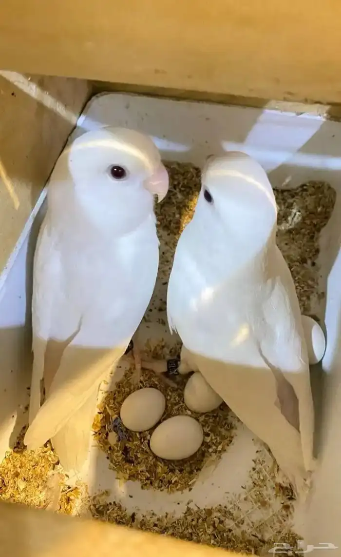 جوز روز البينو منتج 1