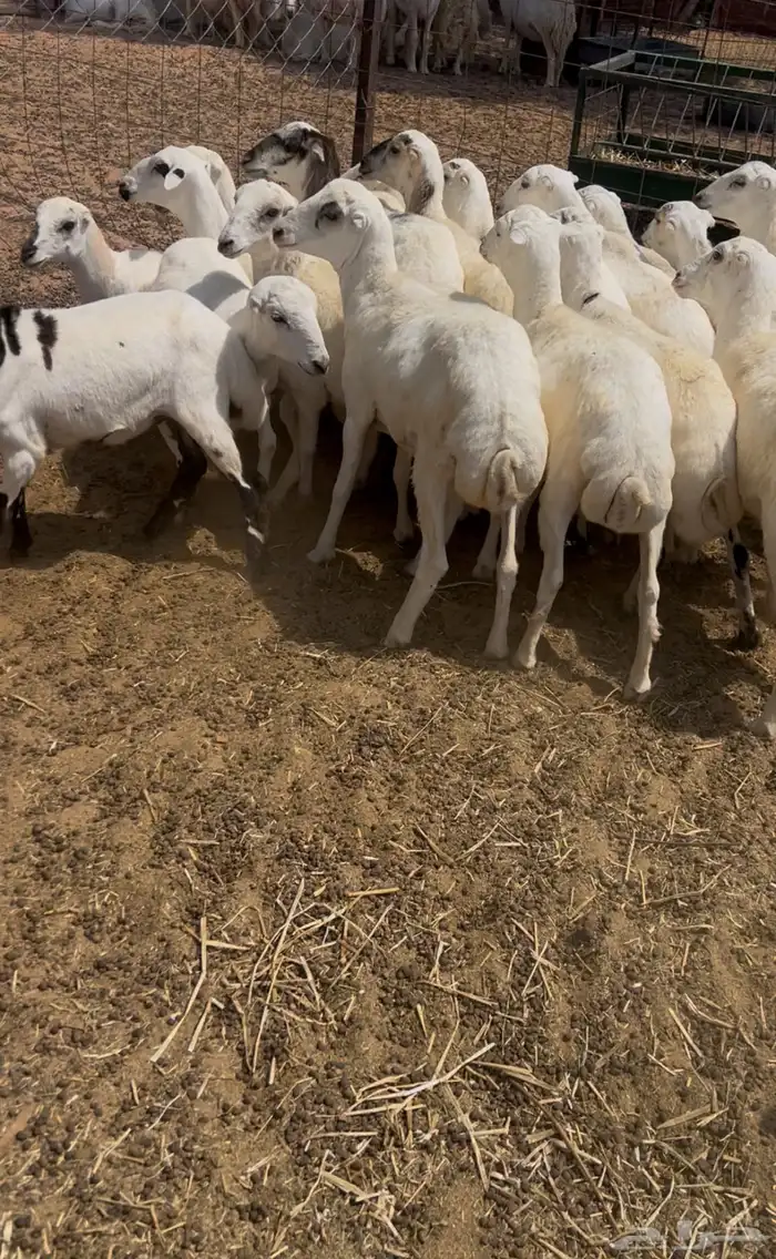 بهم رفيدي 1