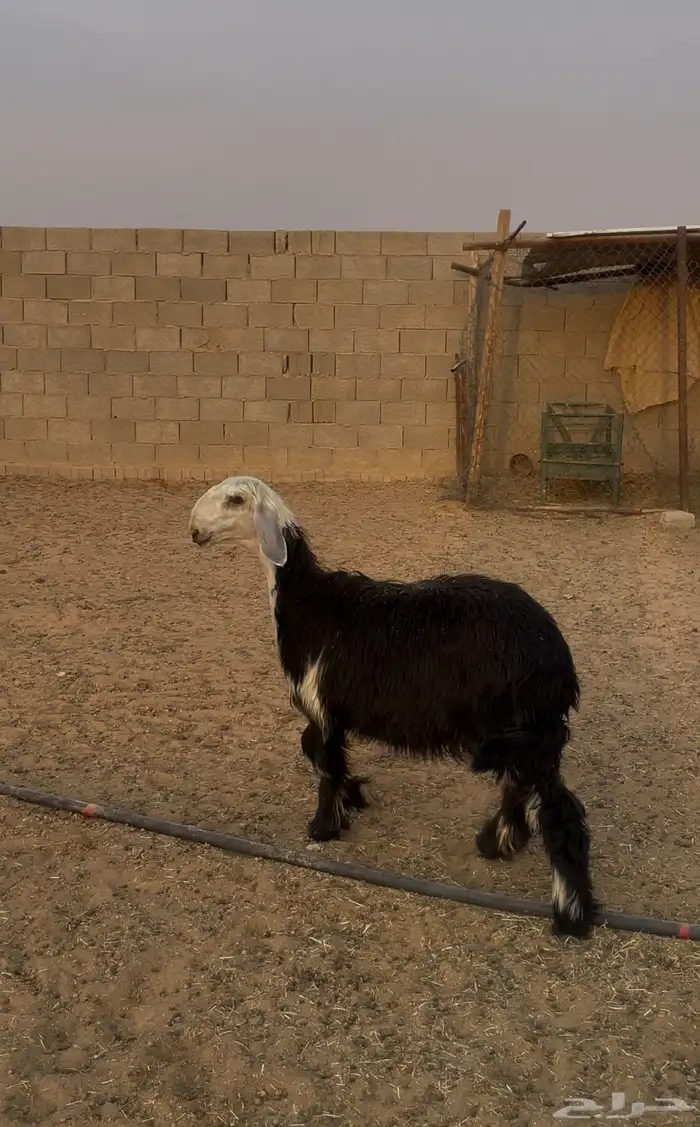 رخل نجديه 1