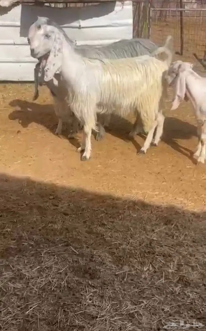 معزاء مصريات مواليد ( جم ) 0