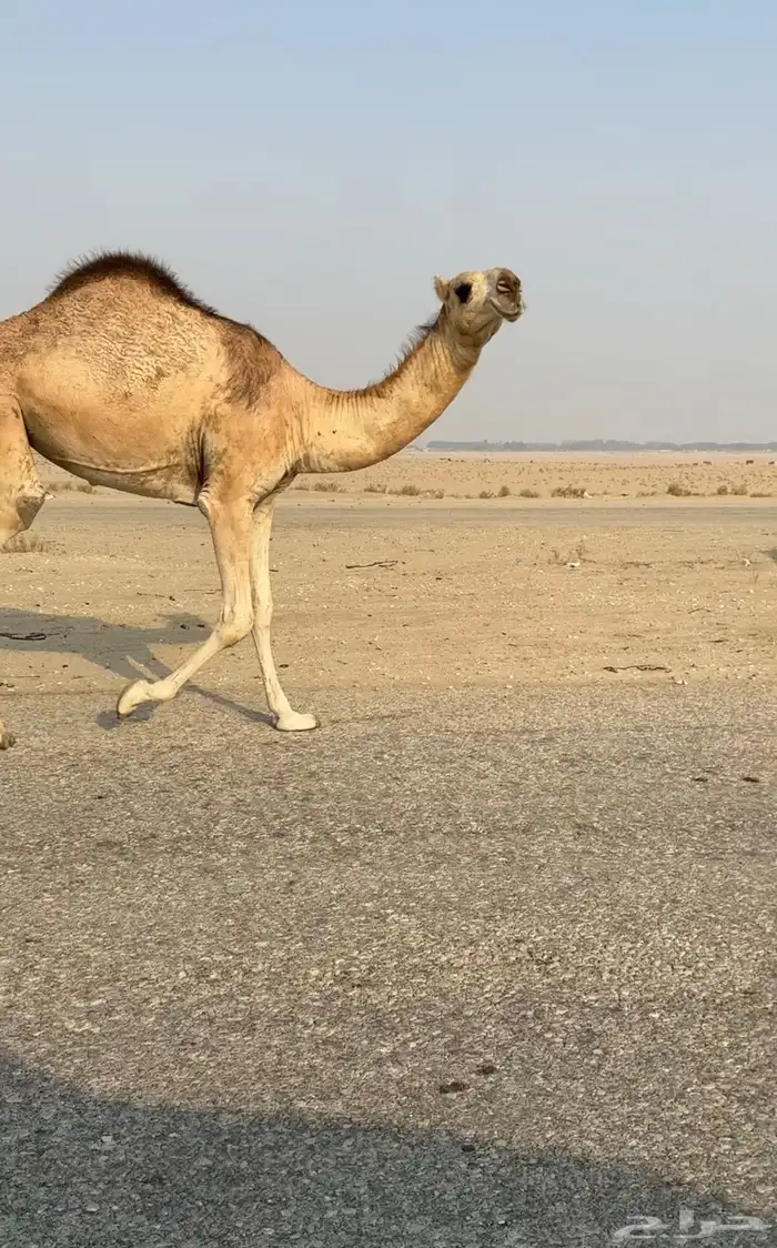 بكره مفروده طيبه مقنووي 1