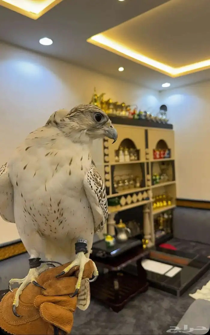 تاجير صقور للمناسبات والاحتفلات مع صقار 7