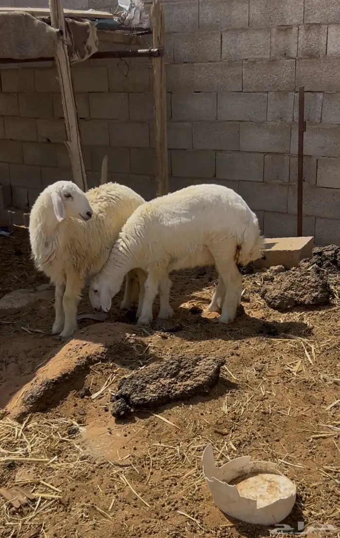 حريات رخال عمارهن حول سته شهور 1