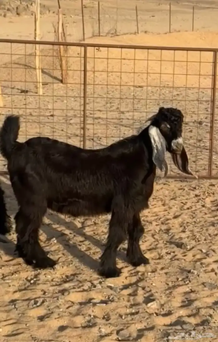 مشاريع فحول عوارض طيبه 1