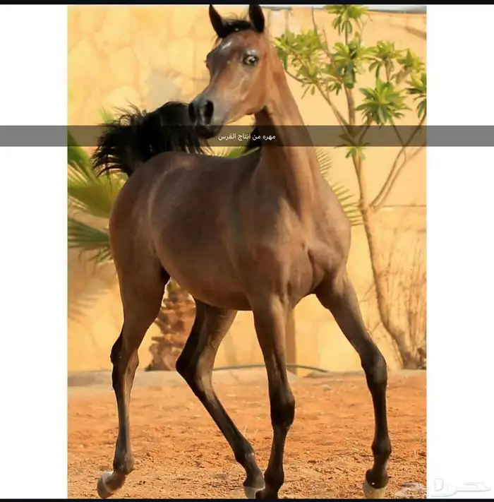 فرس واهو كولتي عالي جدا ( انتاجها محقق ميداليتين ) 3