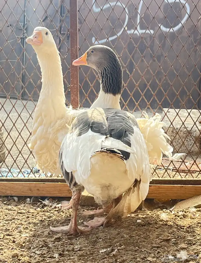 وز نضيف 2