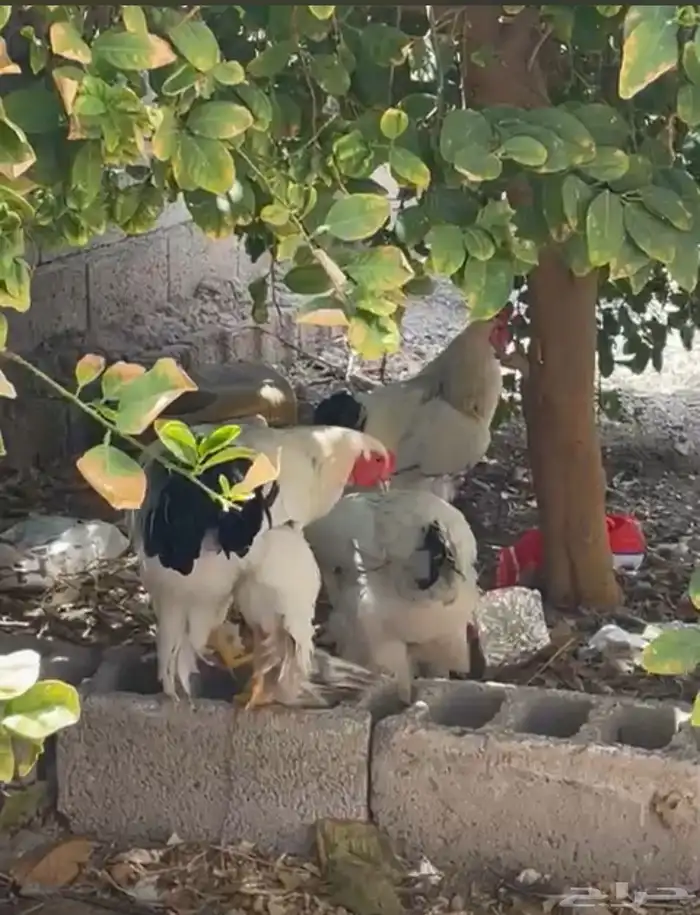 طقم براهما كلومبي فاخر 4