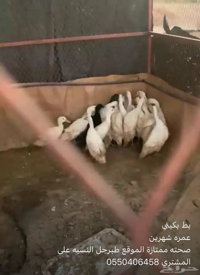 بط بكيني النسبه على الشاري البط على السوم 10اجواز 0