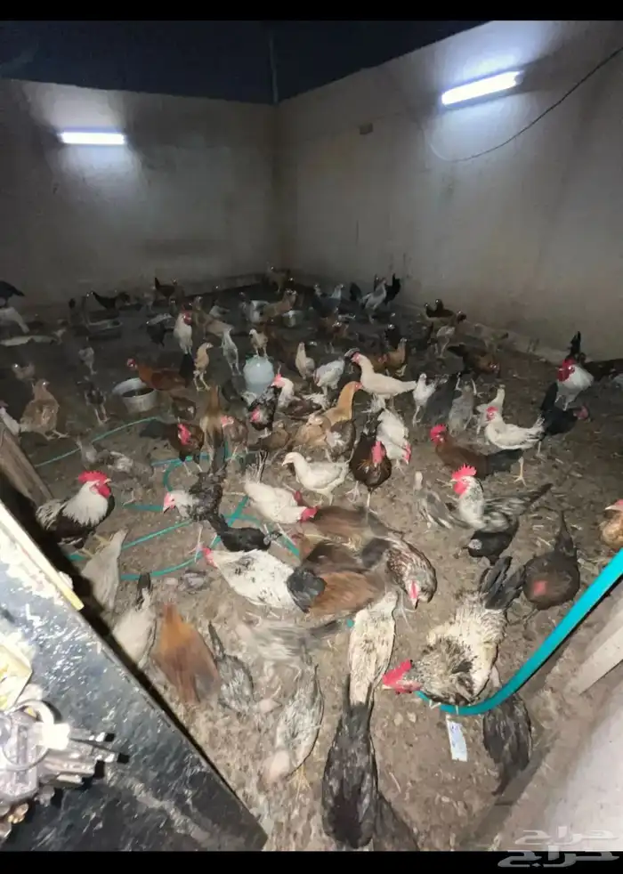 يوجد لدينا دجاج تركي ودجاج بلدي بياض 0