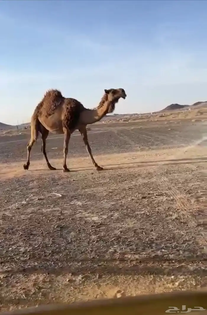 ناقه شعلا مبيوع ولدها قبل اسبوع والديس فيه حليب 0