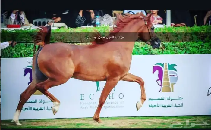 فرس واهو كولتي عالي جدا ( انتاجها محقق ميداليتين ) 1