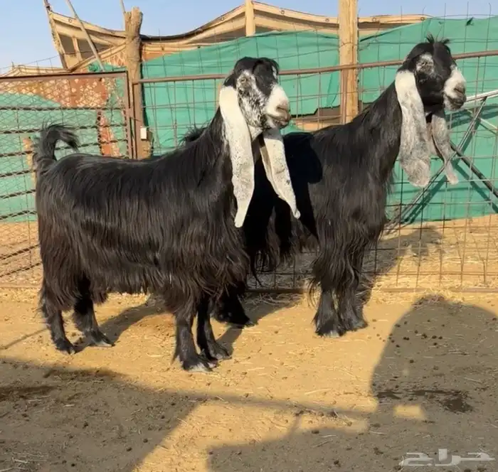 للبيع معزاااء عوارض مقاني طيبه 1