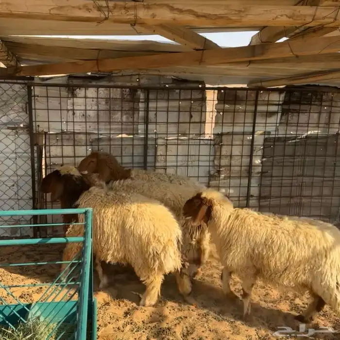 رخال نعيم ( تم البيع ) 0