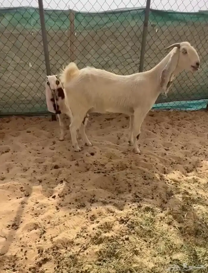 معزا طيبه فيها رغايث وفيها دفيع 0