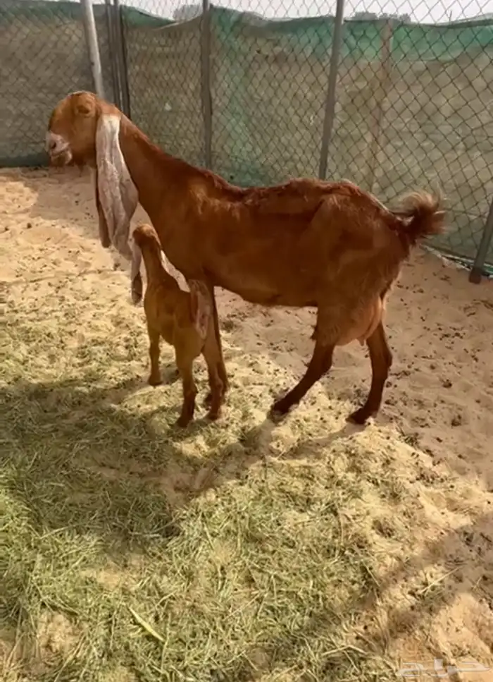معزا طيبه فيها رغايث وفيها دفيع 2