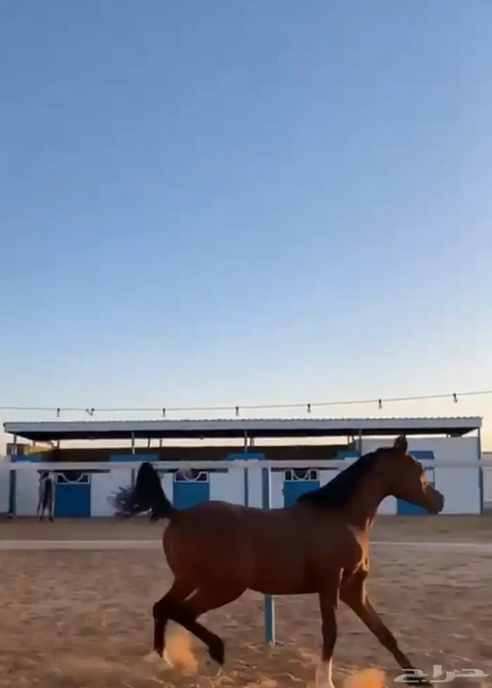 حصان عربي شعبي الطول 7 بلكات حصان سليم العمر 4 سنوات 3