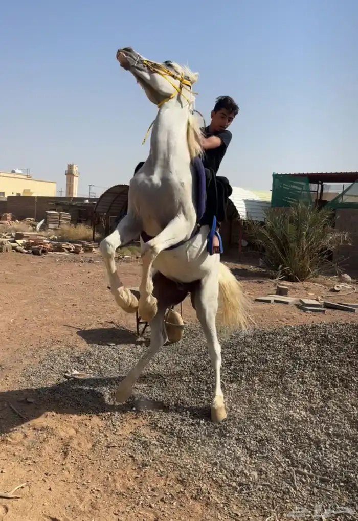 سلام عليكم 1