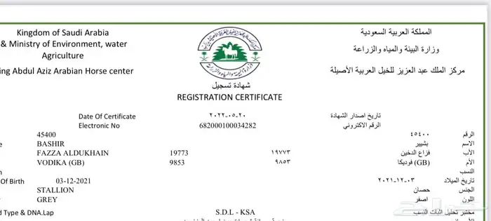 حصان واهو 2