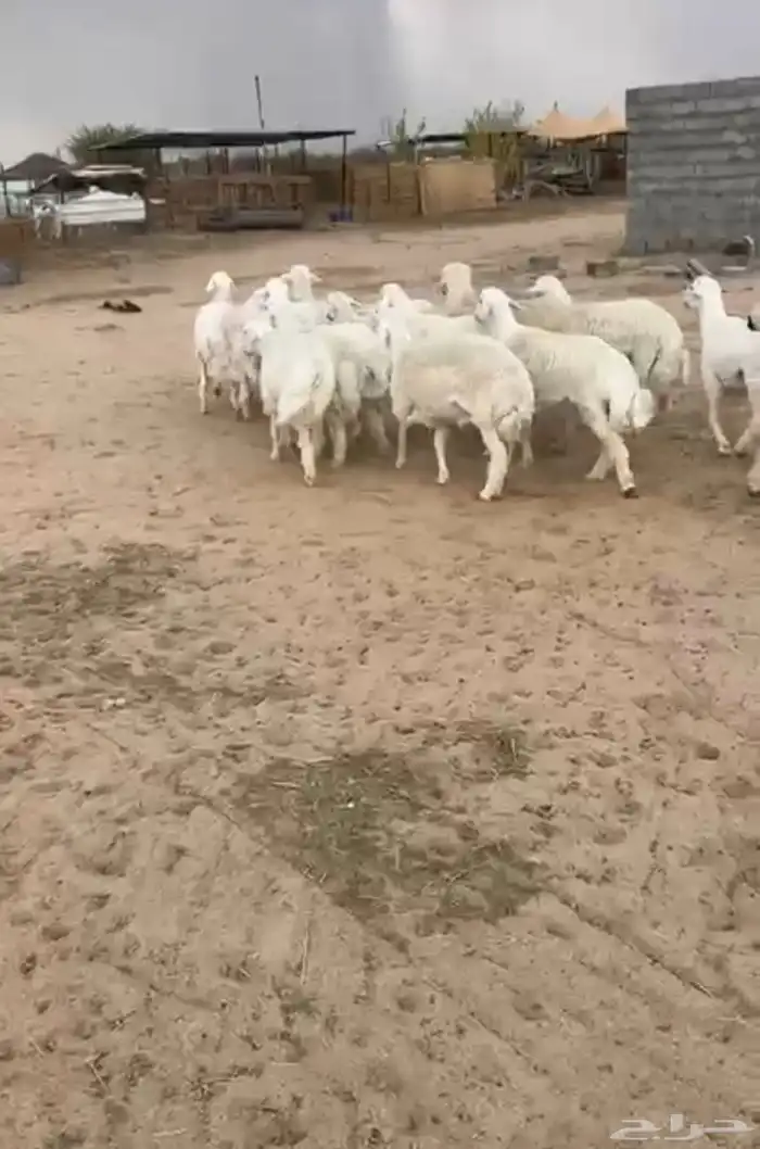 طليان حري للبيع 1