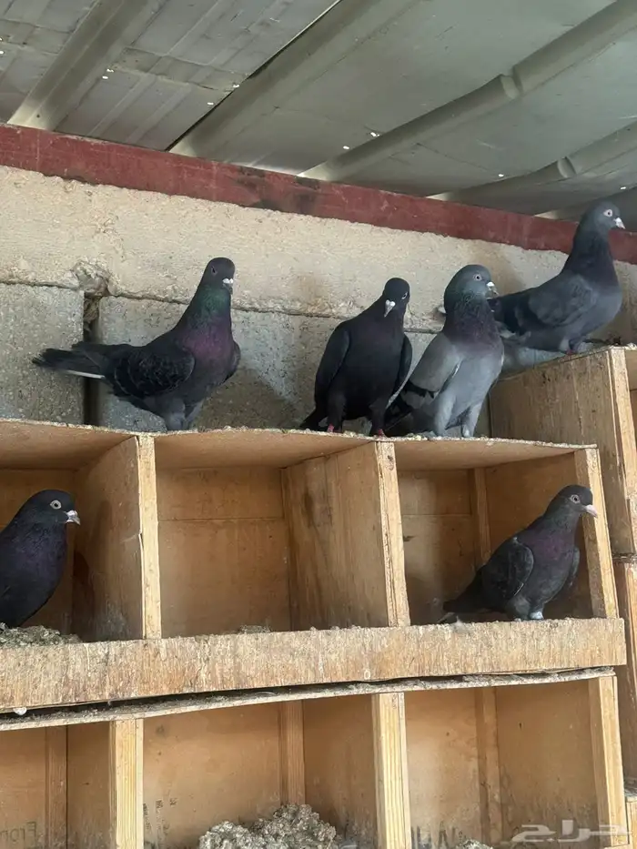 حمام قطايف 3