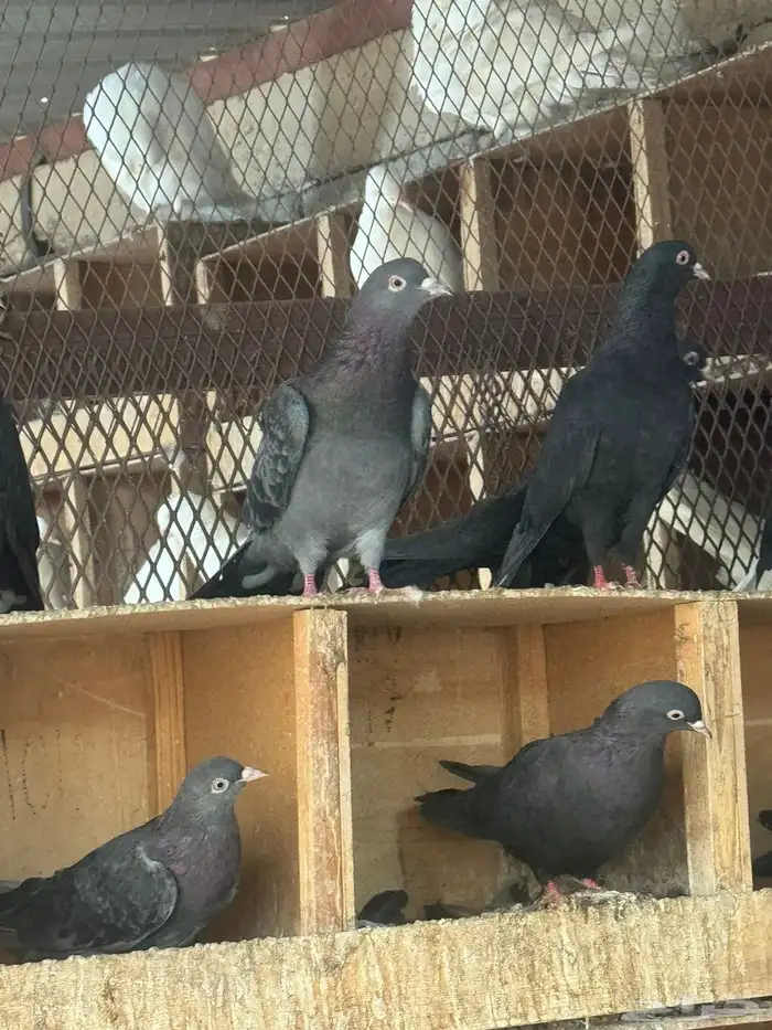 حمام قطايف 0