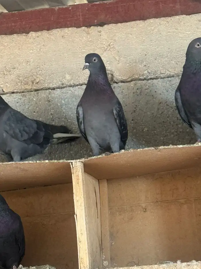 حمام قطايف 1