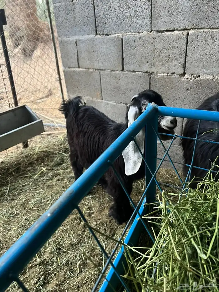جفره عارضيه عمرها 3 شهور ونص 0