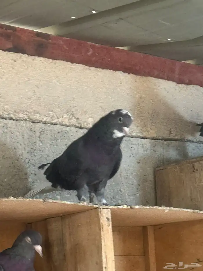 حمام قطايف 2