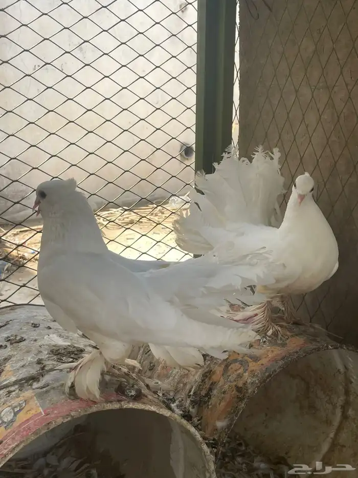 حمام رقاص 2