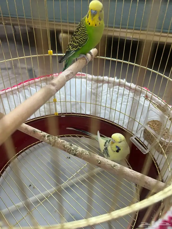 طيور حب للبيع 2